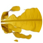 Sunrise Rejuvenation