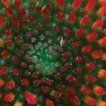 Hair.O – Anti-Hair Loss Set